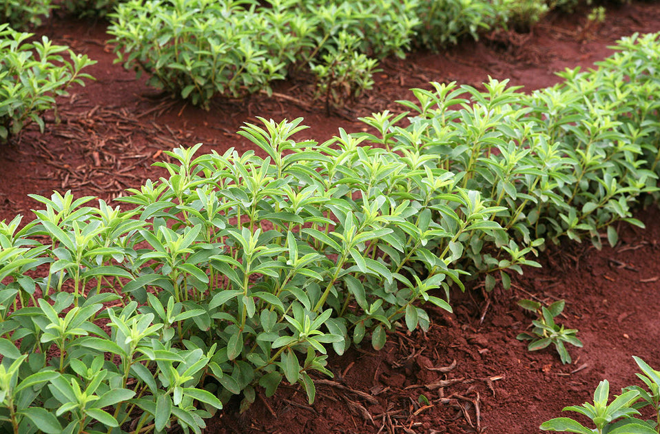Stevia: Benefits, Risks & What Science Says  Is It Good for You?